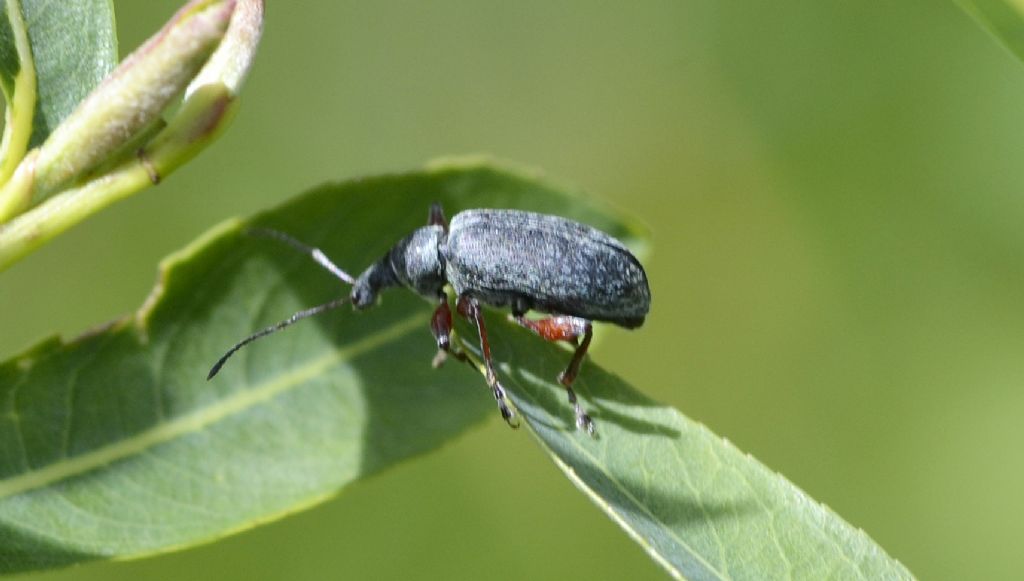 Phyllobius (Metaphyllobius) glaucus - Curculionidae
